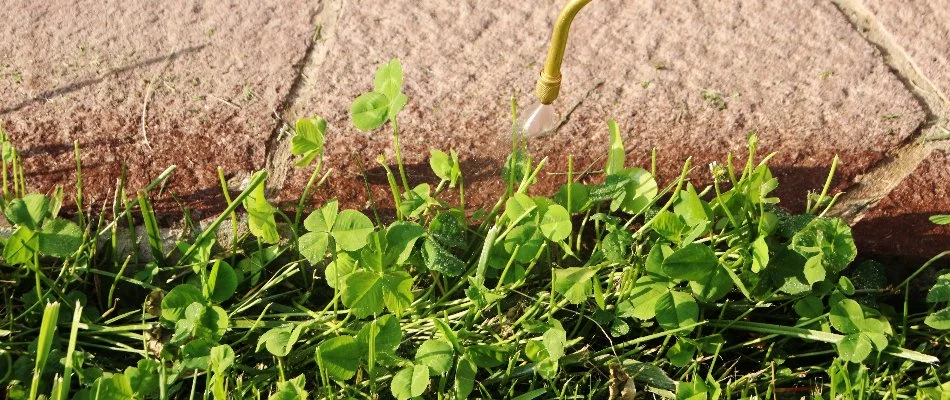 Applying post-emergent weed control on clover weeds in The Villages, FL.