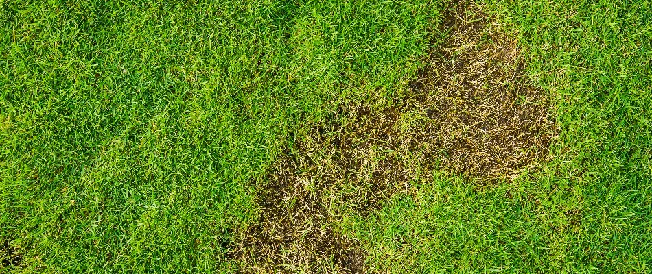 Brown patch on a lawn in The Villages, FL, with green grass.