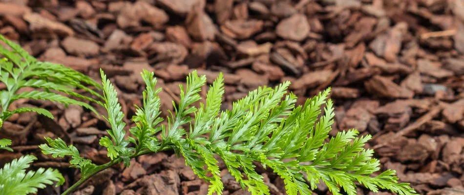 Brown mulch nuggets in a landscape bed in The Villages, FL.