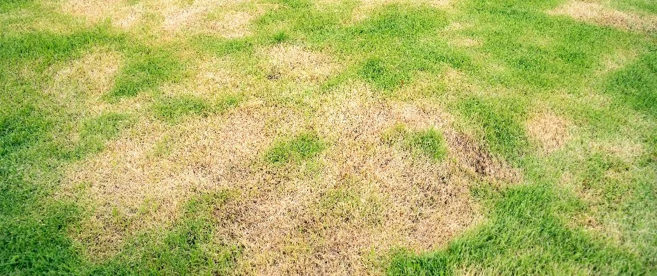 Brown patches of grass across a lawn in The Villages, FL.