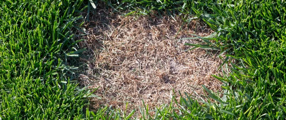 Circular brown patch surrounded by green grass in The Villages, FL.