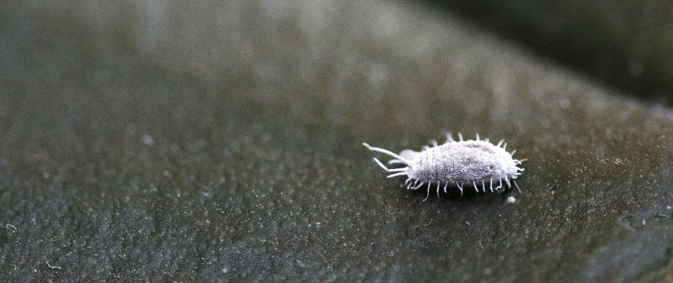 Close up of a mealybug in The Villages, FL.