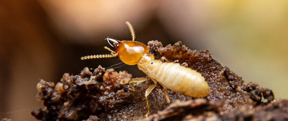 Close up of a termite in The Villages, FL.