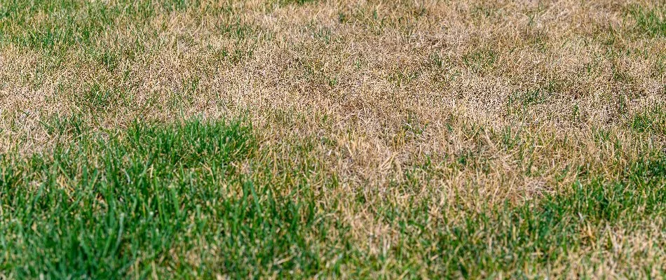 Close up of brown patch disease on The Villages, FL.