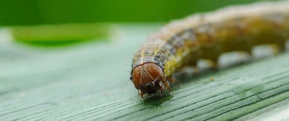 Close up of an armyworm in The Villages, FL.