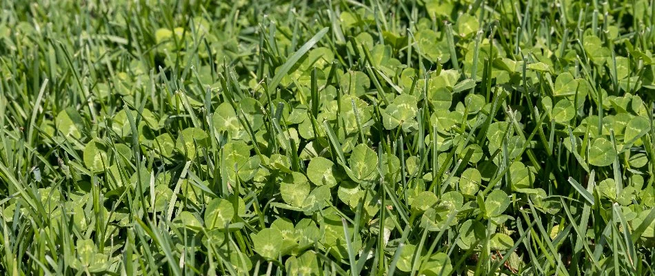 Clover on a lawn in The Villages, FL.