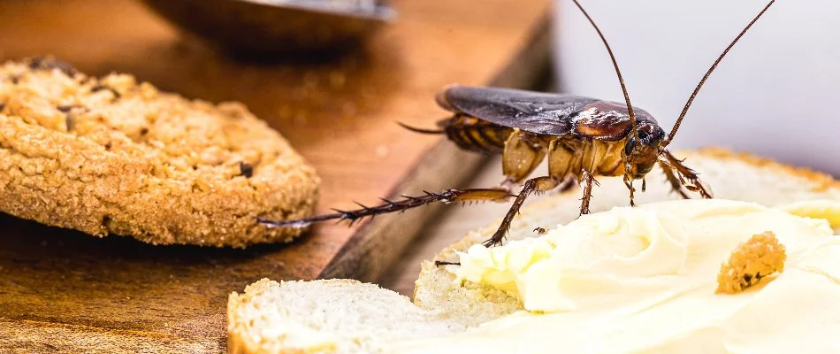 Cockroach in The Villages, FL, around food.