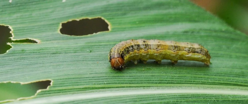 Damaged grass blade in The Villages, FL, with an armyworm.