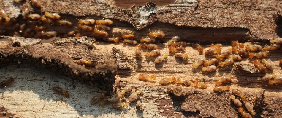 Damaged wood in The Villages, FL, with termites.