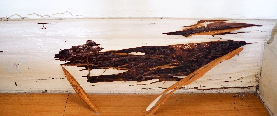 Damp wood in The Villages, FL, with termite damage.
