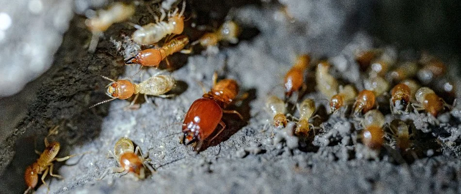 Dampwood termites in Florida.