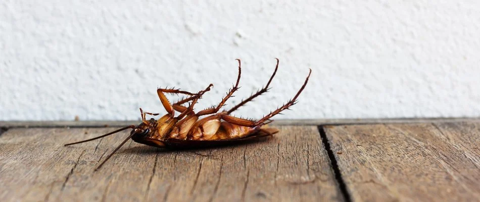Dead cockroach on the floor in The Villages, FL.