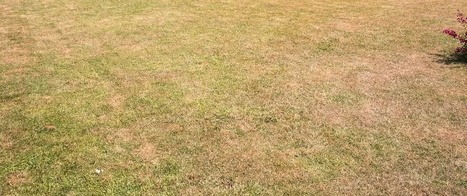 Dehydrated brown grass in The Villages, FL.