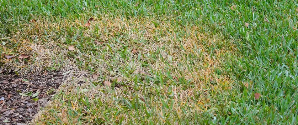 Discolored grass near a mulch bed in The Villages, FL.