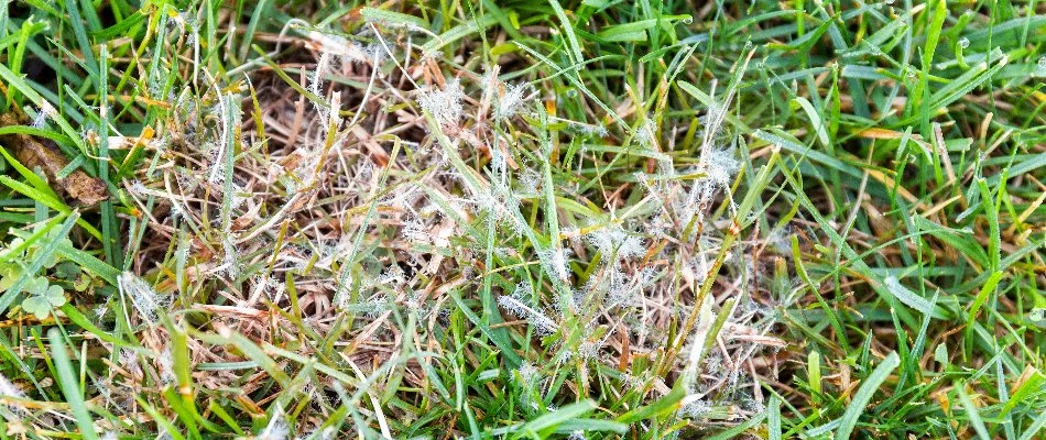 Grass on property in The Villages, FL, that has dollar spot lawn disease.