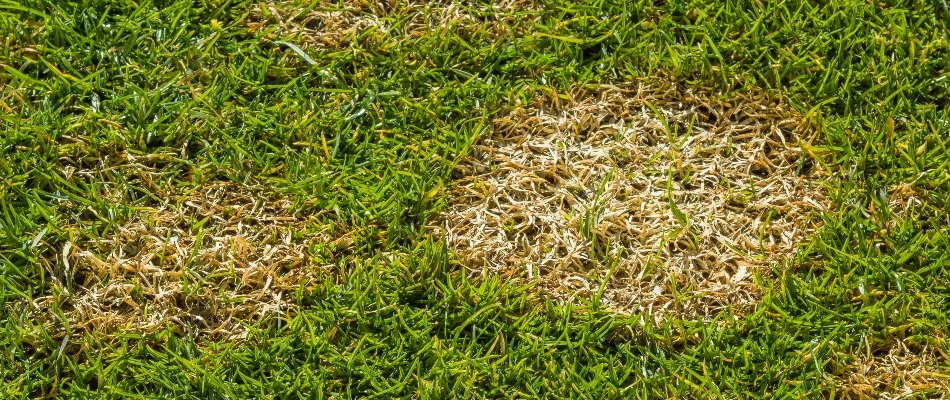 Dollar spot patches on grass in The Villages, FL.