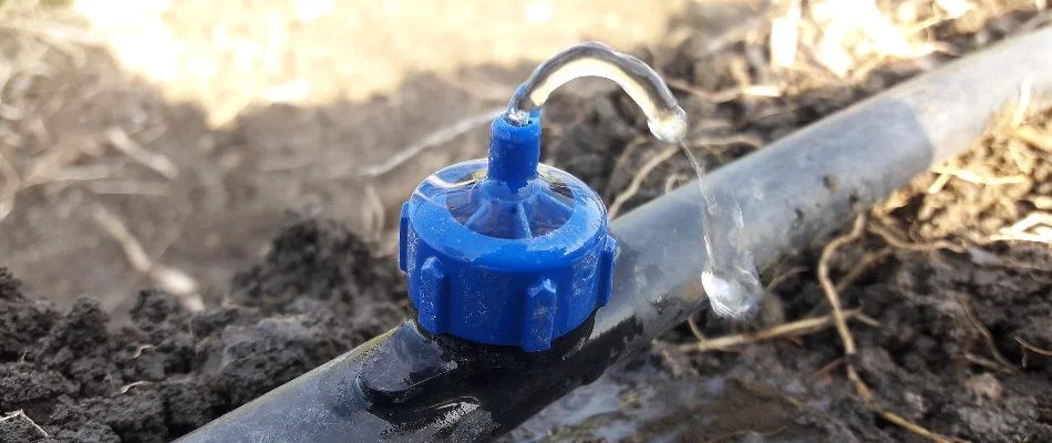 Drip irrigation emitter in The Villages, FL, releasing water.