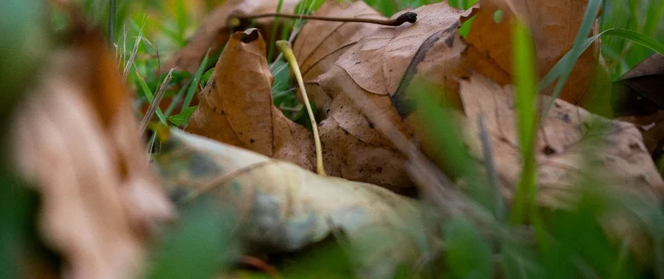 Dry leaves on a lawn in The Villages, FL.