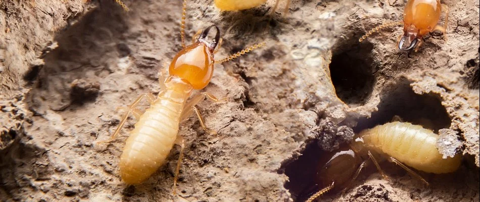 Drywood termites on wood in Florida.