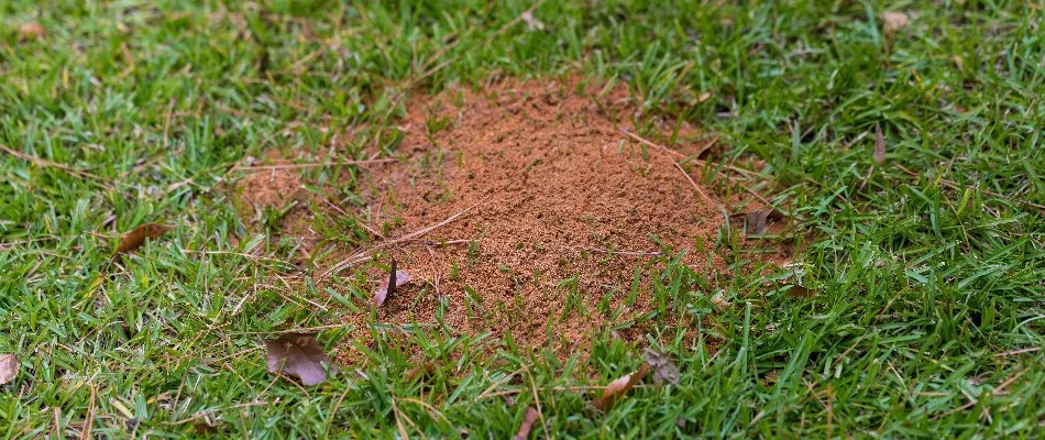 Fire ant mound on a lawn in The Villages, FL.