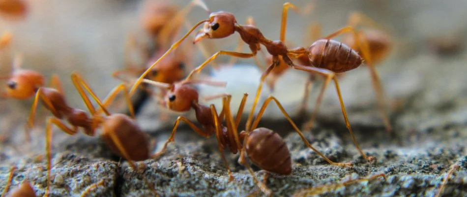 Fire ants crawling on the ground in The Villages, FL.