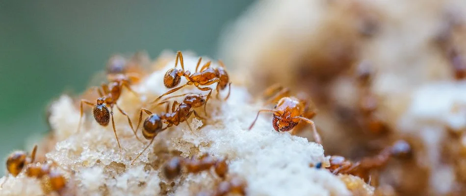 Fire ants on their mound in The Villages, FL.