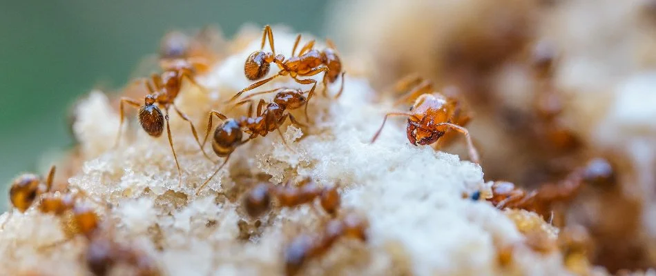 Fire ants with the queen in The Villages, FL.