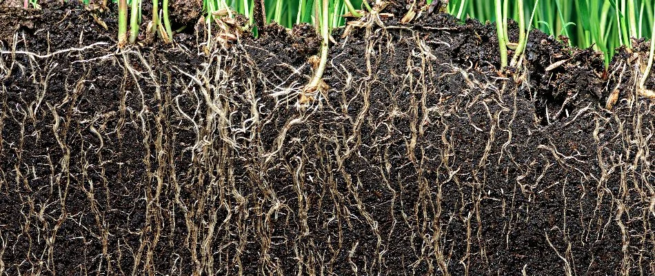 Grass in The Villages, FL, with deep root systems in the soil.