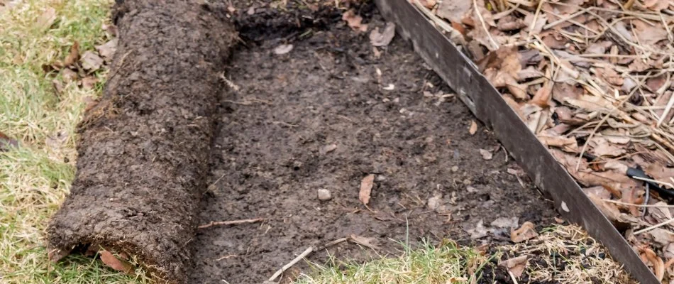 Grub-damaged lawn in The Villages, FL, peeling back.