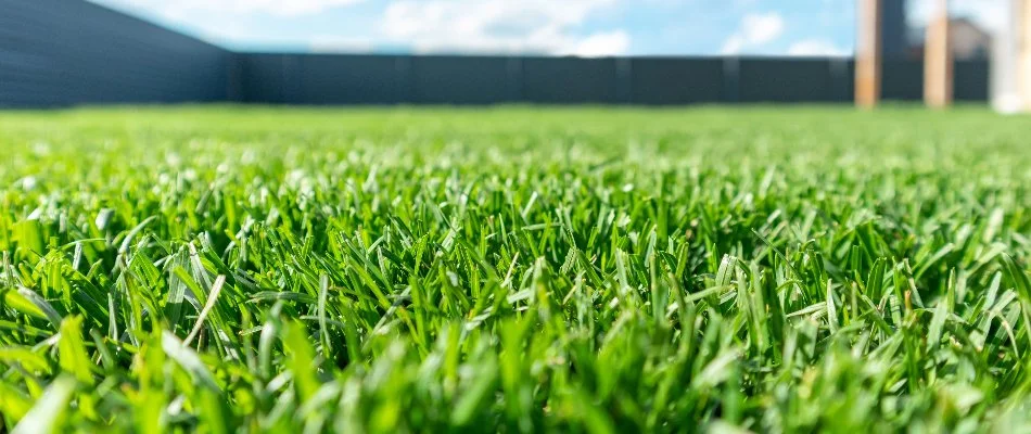 Healthy, fertilized grass in The Villages, FL.