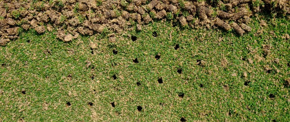 Lawn in The Villages, FL, with holes and soil plugs.
