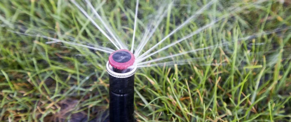 Grass in The Villages, FL, with an irrigation sprinkler head.