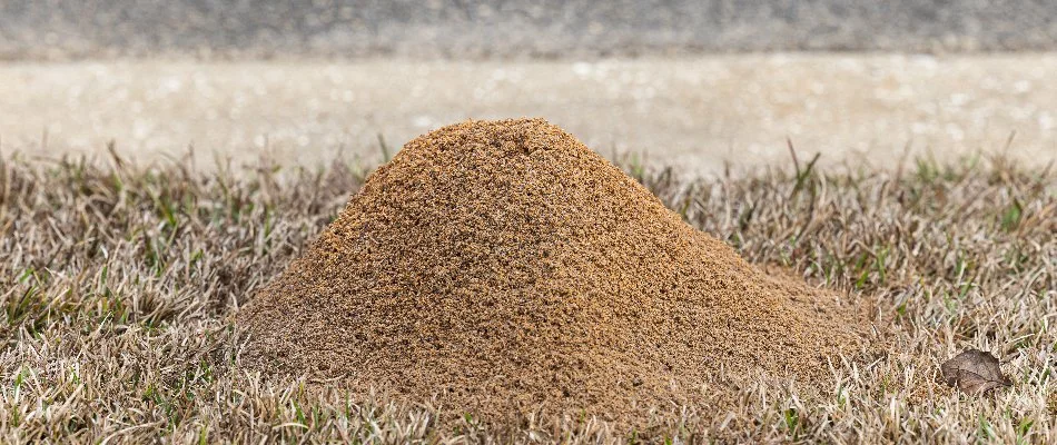 Large fire ant mound on a lawn in The Villages, FL.