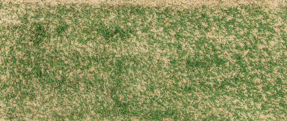 Lawn in The Villages, FL, after topdressing.
