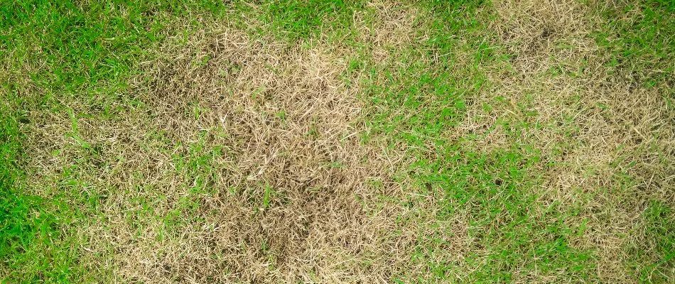 Lawn in The Villages, FL, suffering from brown patch disease.