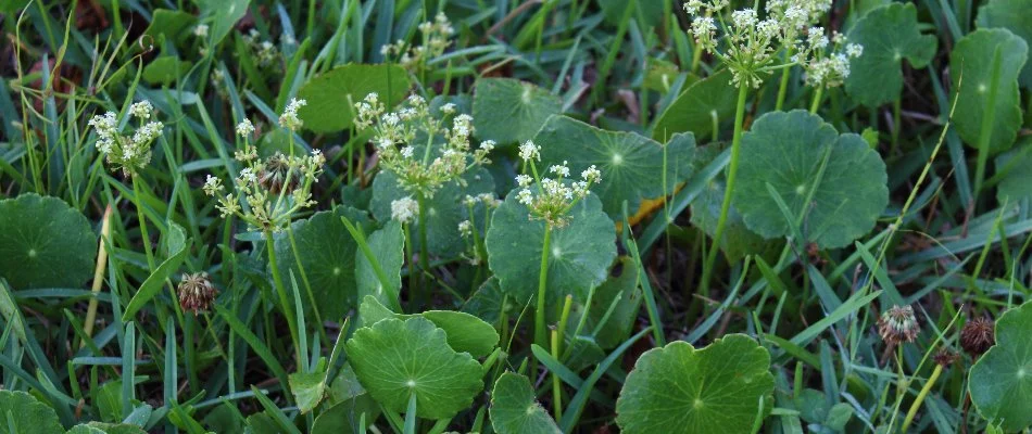 Lawn in The Villages, FL, with dollarweed and small, white flowers.