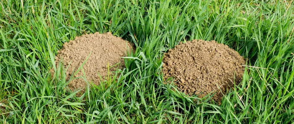Lawn in The Villages, FL, with fire ant mounds.