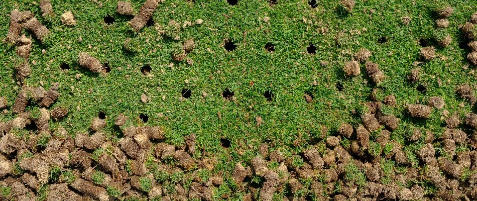 Lawn in The Villages, FL, with holes and soil plugs.