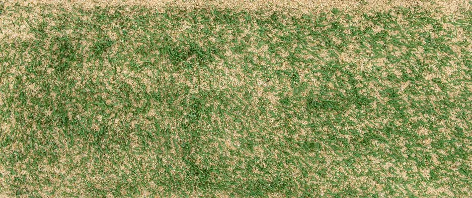 Lawn in The Villages, FL, with topdressing.