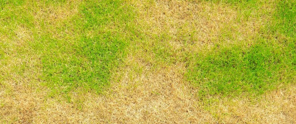 Lawn in The Villages, FL, with zoysia patch disease.