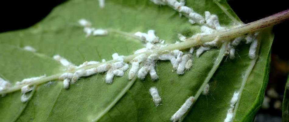 Leaf with a clump of mealybugs in The Villages, FL.