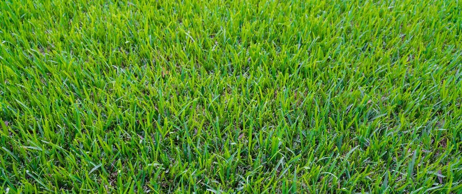 Lush, green grass in The Villages, FL.
