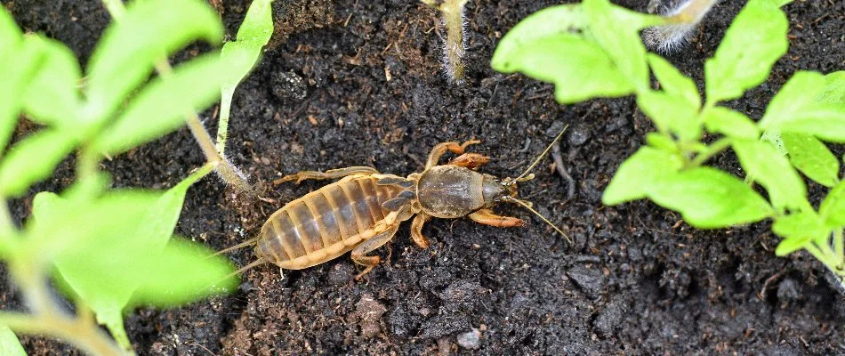 Mole cricket on the soil in The Villages, FL.