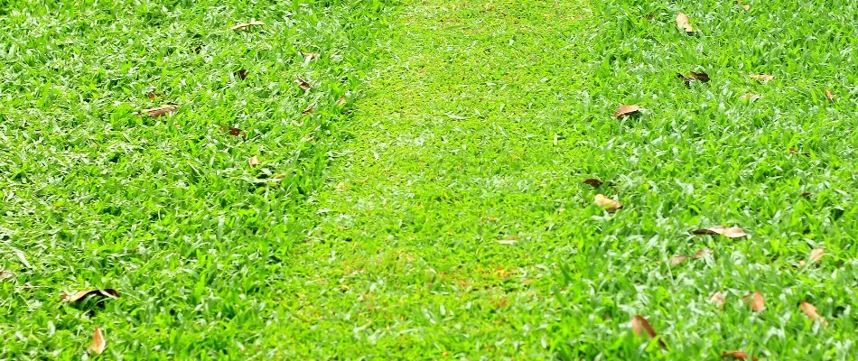 Newly mowed grass in The Villages, FL.