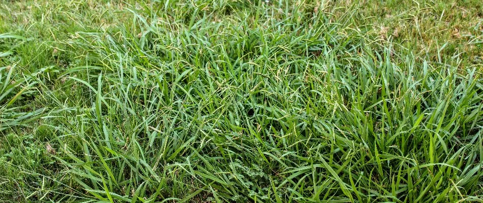 Overgrown crabgrass on a lawn in The Villages, FL.