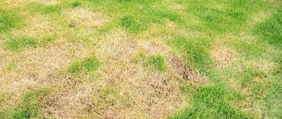 Patchy lawn in The Villages, FL, from soil compaction.