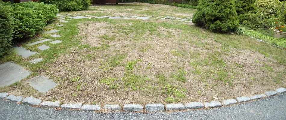 Patchy, thin lawn in The Villages, FL, surrounded by shrubs.