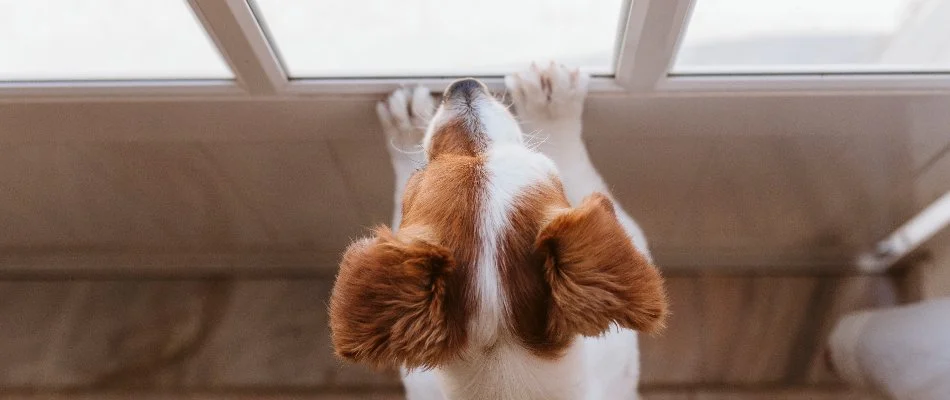 Pet in The Villages, FL, waiting at the door during a lawn fertilization treatment.