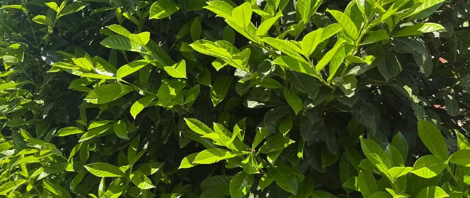 Plant in The Villages, FL, with dense foliage.