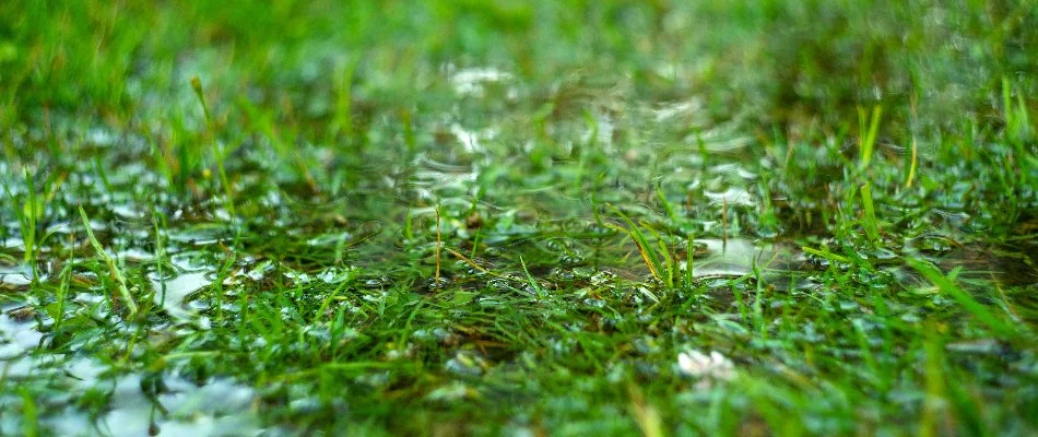 Puddle of water on a lawn in The Villages, FL.
